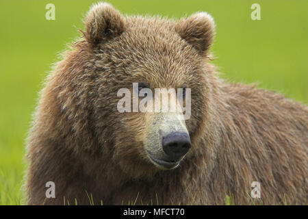 Amerikanische braun oder Grizzly Bär Ursus arctos horribilis junger männlicher Katmai National Park, Alaska, USA Stockfoto