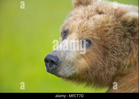 Amerikanische braun oder Grizzly Bär Ursus arctos Horribilis in der Nähe der weiblichen Katmai National Park, Alaska, USA Stockfoto