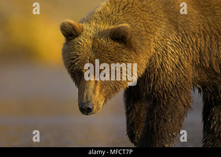 Amerikanische braun oder Grizzly Bär Ursus arctos horribilis Katmai National Park, Alaska, USA Stockfoto