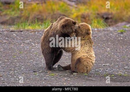 Amerikanische braun oder Grizzly Bären Ursus arctos horribilis Männer spielen die Bekämpfung der Katmai National Park, Alaska, USA Stockfoto