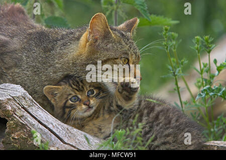 Schottische Wildkatze Felis sylvestris Mutter und Kitten UK Stockfoto