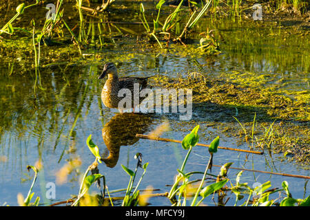 Eine weibliche Ente stehend an den Rand des Teiches Stockfoto