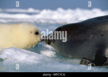 Harfe DICHTUNG Mutter & junge Phoca groenlandica Magdalen Islands, Golf von St. Lawrence Norden Osten Kanada Februar Stockfoto