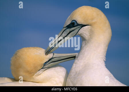 AUSTRALIAN GANNET paar Morus serrator in der Umwerbung, Leiter detail. Cape Kidnapper, North Island, Neuseeland Stockfoto