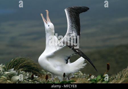 Südliche ROYAL ALBATROSS Diomedea epomophora' gamming" (balz). Campbell Island, Neuseeland. Stockfoto