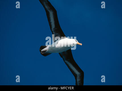 Schwarz der tiefsten ALBATROSS Thalassarche melanophris impavida Neuseeland Rennen im Flug Stockfoto