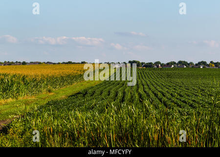 Reihen von Mais und Sojabohnen mit einer Farm Road in zwischen ihnen Stockfoto