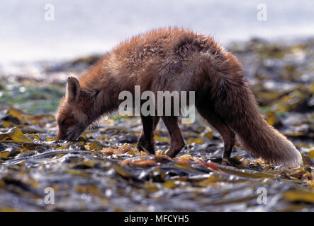 NORTH AMERICAN RED FOX Vulpes fulva Suchen Chitons zu essen, am Ufer des Unimak Island, Aleuten, Alaska Peninsula, USA Stockfoto