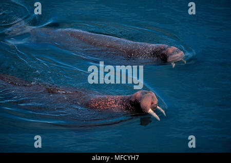 Walrosse zwei Männchen Odobenus rosmarus schwimmen Round Island Sanctuary Alaska, USA Stockfoto