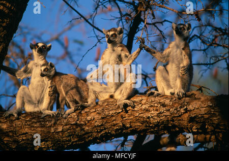 Kattas Lemur catta Gruppe Sonnenbaden auf den Zweig in Morgen, South West Madagaskar Stockfoto