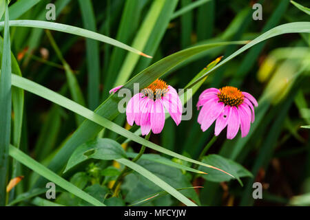 Zwei weitere coneflowers blühen auf der Seite der Lily Garden Stockfoto