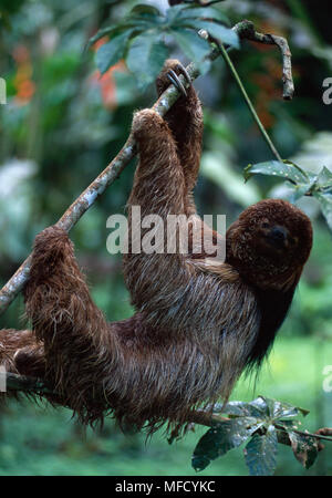 MANED DREI-TOED SLOTH im Baum Bradypus torquatus Atlantischen Regenwald, Bahia, Osten Brasiliens gefährdete Arten Stockfoto