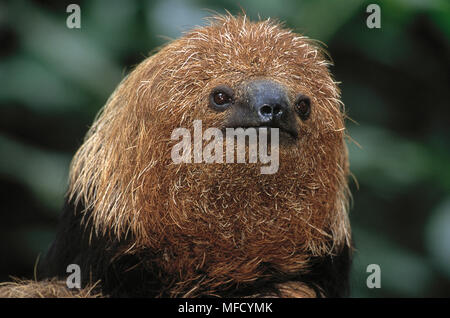 MANED FAULTIER Bradypus torquatus Bahia, Brasilien, Südamerika. Gefährdet. Stockfoto