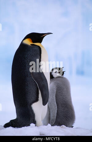 Kaiserpinguine & Küken Aptenodytes forsteri Weddellmeer, Antarktis. Stockfoto