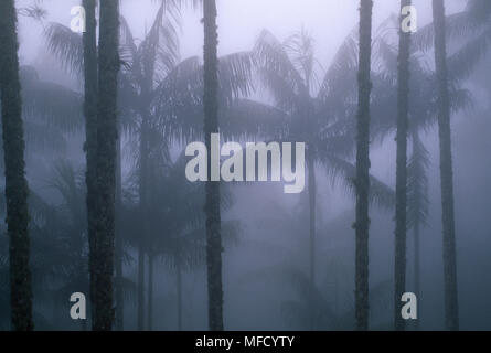 PALMITOS in Nebel Euterpes edulis Itatiaia Nationalpark (ca 1100 m), Rio de Janeiro, Brasilien. Stockfoto