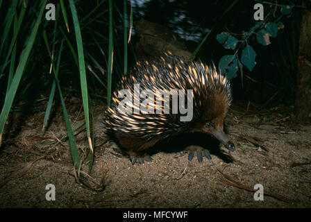 SHORT-BEAKED ECHIDNA Tachyglossus aculeatus Australien Stockfoto