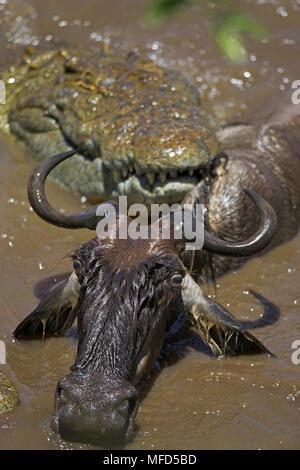 Gemeinsame gnus Connochaetes Taurinus von Nilkrokodil (Crocodylus niloticus) während der Migration Fluss corssing Masai Mara, Kenia gehalten wird Stockfoto