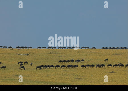 Gemeinsame gnus Connochaetes taurinus in langen Linien Masai Mara, Kenia migrieren Stockfoto