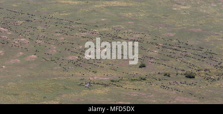 Gemeinsame gnus Connochaetes taurinus Migration über Ebenen in den langen Linien Masai Mara, Kenia Stockfoto