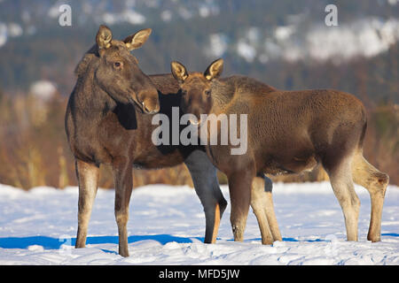 Elche Alces alces Mutter und jungen Norwegen Stockfoto