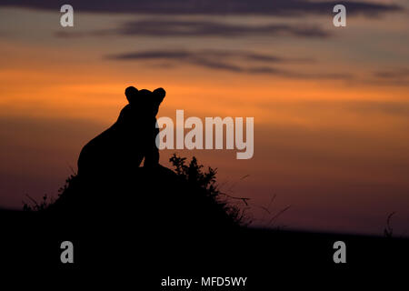 Afrikanischer Löwe Panthera leo Cub auf Hügel bei Sonnenuntergang Masai Mara, Kenia, Afrika Stockfoto