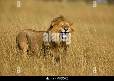 Afrikanischer Löwe Panthera leo Männlich flehmen Geste während der Paarung zu sehen, wenn Frauen in zyklusstörungen Masai Mara, Kenia, Afrika Stockfoto