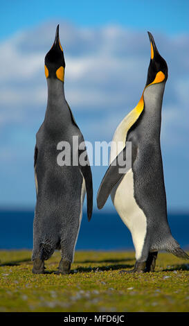 Königspinguin Aptenodytes patagonicus Männer anzeigen South Georgia Stockfoto