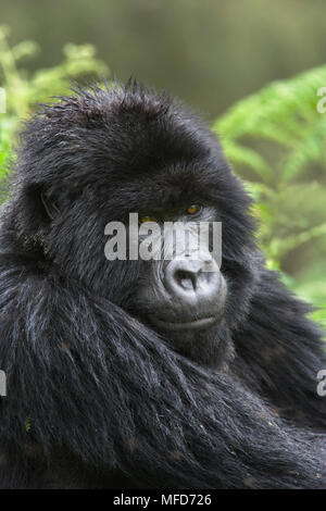 MOUNTAIN GORILLA Gorilla beringei beringei blackback männlichen Virunga Berge, Ruanda Stockfoto