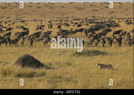 Gepard Acinonyx jubatus zu Fuß von Gnus Masai Mara, Kenia Stockfoto