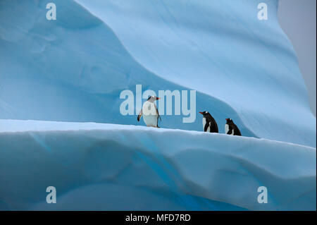 GENTOO PINGUIN Pygoscelis papua auf Eisberg Mikkelsen Hafen, Antarktis Stockfoto