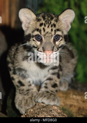Nebelparder Neofelis nebulosa Junge GROSSBRITANNIEN Stockfoto