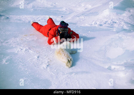 Sattelrobben Pagophilus groenlandicus Pup auf Eis mit eco-touristische Magdalen Islands, Kanada Stockfoto