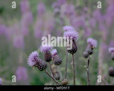 Distel Knospen und Blüten auf einer Sommerwiese. Distel Blumen ist das Symbol von Schottland. Stockfoto