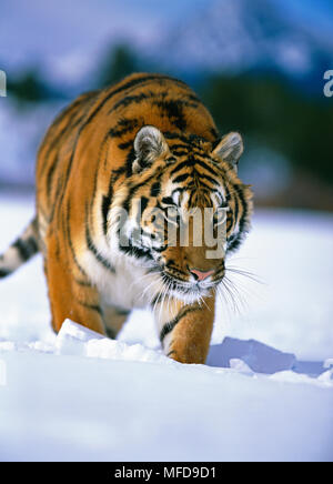 Sibirische Tiger Panthera tigris im Schnee USA (unter Bedingungen gesteuert) Stockfoto