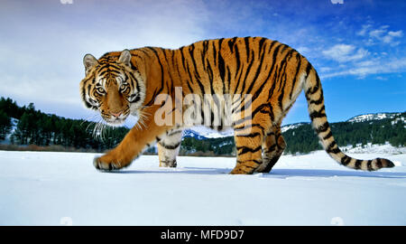 Sibirische Tiger Panthera tigris im Schnee USA (unter Bedingungen gesteuert) Stockfoto