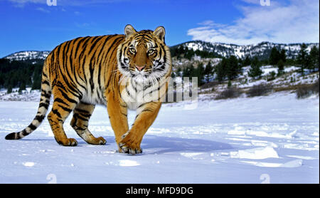 Sibirische Tiger Panthera tigris im Schnee USA (unter Bedingungen gesteuert) Stockfoto