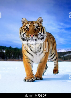 Sibirische Tiger Panthera tigris im Schnee USA (unter Bedingungen gesteuert) Stockfoto