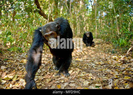 Schimpansen Pan troglodytes im Wald Mahale, Tansania Stockfoto
