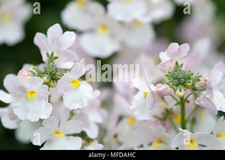 Nahaufnahme von ziemlich weiß und rosa krautige Staude. Stockfoto