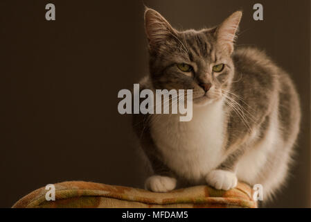Ein Haustier tabby Cat suchen ziemlich genervt mit seinem Porträt. Die Irritierten Gesichtsausdruck sieht fast menschlich. Stockfoto