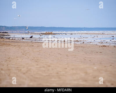 Möwen und Krähen an der Küste von Jurmala (Lettland) an einem bewölkten Tag Stockfoto