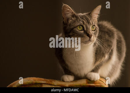 Eine inländische tabby Katze, eine verwöhnte indoor Cat, Lounges und sich um das Haus herum. Stockfoto