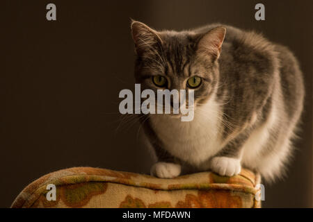 Eine inländische tabby Katze, eine verwöhnte indoor Cat, Lounges und sich um das Haus herum. Stockfoto