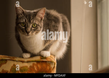 Eine inländische tabby Katze, eine verwöhnte indoor Cat, Lounges und sich um das Haus herum. Stockfoto