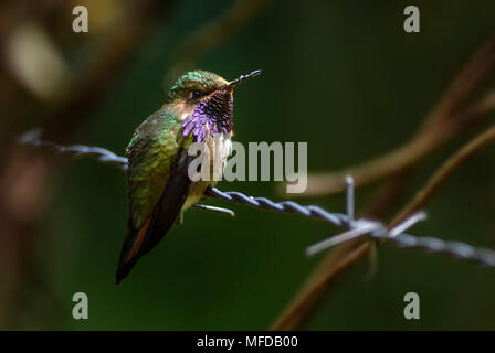 Vulkan Kolibri - Selasphorus flammula, schöne bunte kleine Kolibri aus Mittelamerika, Wälder, Costa Rica. Stockfoto