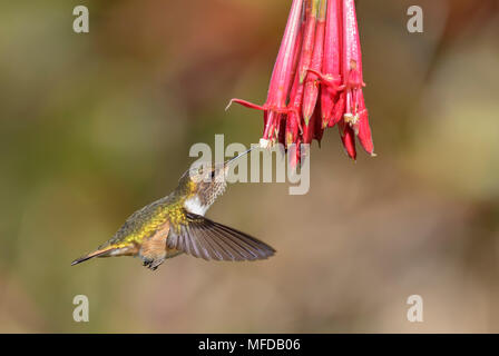 Vulkan Kolibri - Selasphorus flammula, schöne bunte kleine Kolibri aus Mittelamerika, Wälder, Costa Rica. Stockfoto