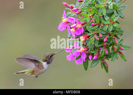 Vulkan Kolibri - Selasphorus flammula, schöne bunte kleine Kolibri aus Mittelamerika, Wälder, Costa Rica. Stockfoto