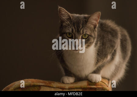 Eine inländische tabby Katze, eine verwöhnte indoor Cat, Lounges und sich um das Haus herum. Stockfoto