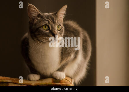 Eine inländische tabby Katze, eine verwöhnte indoor Cat, Lounges und sich um das Haus herum. Stockfoto