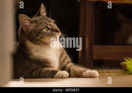 Eine inländische tabby Katze, eine verwöhnte indoor Cat, Lounges und sich um das Haus herum. Stockfoto